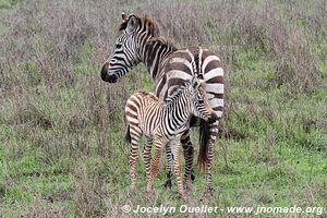 Aire de conservation du Ngorongoro - Tanzanie