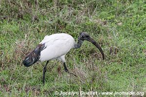 Ngorongoro Conservation Area - Tanzania