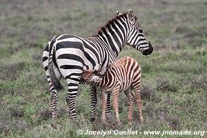 Parc national du Serengeti - Tanzanie