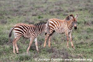 Serengeti National Park - Tanzania