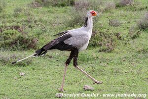 Parc national du Serengeti - Tanzanie