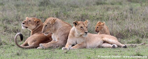 Parc national du Serengeti - Tanzanie