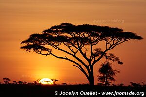 Parc national du Serengeti - Tanzanie