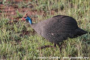 Serengeti National Park - Tanzania