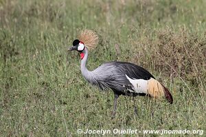 Parc national du Serengeti - Tanzanie