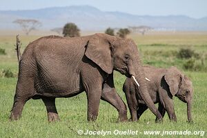 Parc national du Serengeti - Tanzanie