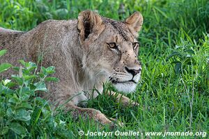 Serengeti National Park - Tanzania