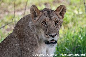 Parc national du Serengeti - Tanzanie