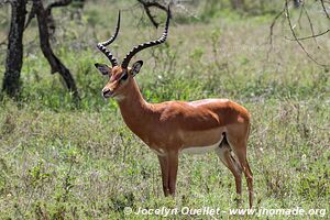 Parc national du Serengeti - Tanzanie