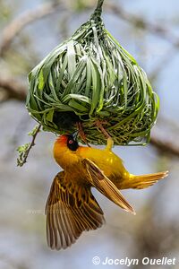 Parc national du Serengeti - Tanzanie