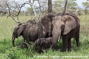 Parc national du Serengeti - Tanzanie