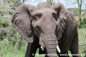 Parc national du Serengeti - Tanzanie