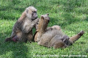 Parc national du Serengeti - Tanzanie