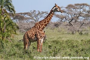 Parc national du Serengeti - Tanzanie