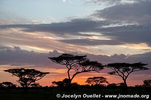 Serengeti National Park - Tanzania