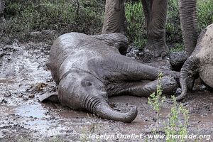 Parc national du Serengeti - Tanzanie