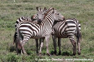 Parc national du Serengeti - Tanzanie