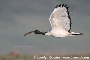 Aire de conservation du Ngorongoro - Tanzanie