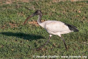 Aire de conservation du Ngorongoro - Tanzanie