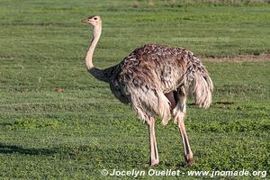 Aire de conservation du Ngorongoro - Tanzanie