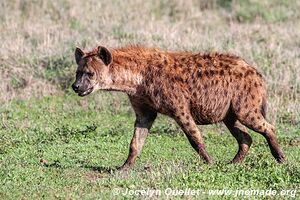 Aire de conservation du Ngorongoro - Tanzanie