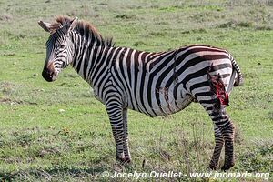 Aire de conservation du Ngorongoro - Tanzanie