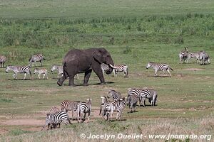 Aire de conservation du Ngorongoro - Tanzanie