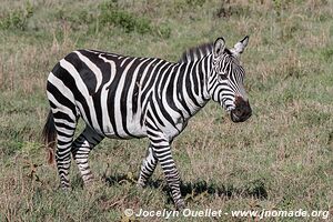 Aire de conservation du Ngorongoro - Tanzanie