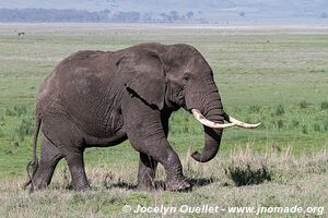 Ngorongoro Conservation Area - Tanzania