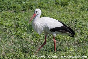 Aire de conservation du Ngorongoro - Tanzanie