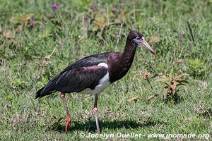 Aire de conservation du Ngorongoro - Tanzanie