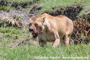 Ngorongoro Conservation Area - Tanzania