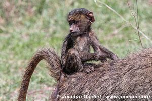 Aire de conservation du Ngorongoro - Tanzanie