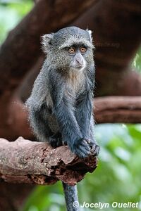 Parc national de Manyara - Tanzanie