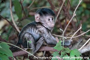 Parc national de Manyara - Tanzanie