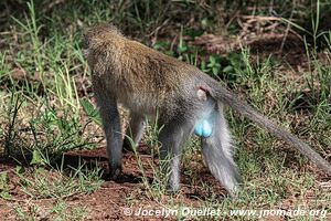 Parc national de Manyara - Tanzanie