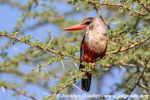 Parc national de Manyara - Tanzanie