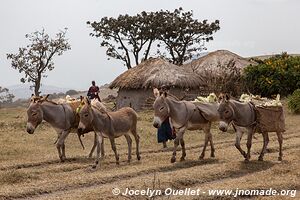 Ol Doinyo Lengaï Area - Tanzania