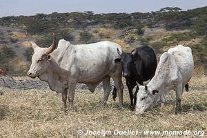 Ol Doinyo Lengaï Area - Tanzania