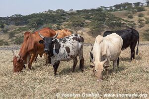 Région de l'Ol Doinyo Lengaï - Tanzanie