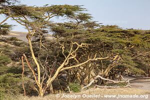 Région de l'Ol Doinyo Lengaï - Tanzanie