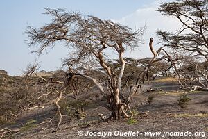 Région de l'Ol Doinyo Lengaï - Tanzanie