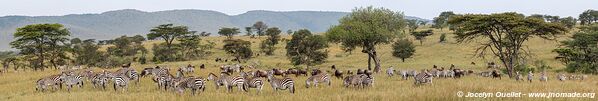 Parc national du Serengeti - Tanzanie