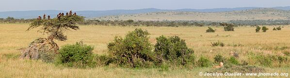 Parc national du Serengeti - Tanzanie