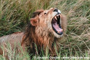 Parc national du Serengeti - Tanzanie