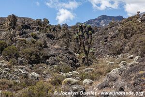 Parc national du Kilimandjaro - Tanzanie