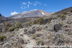 Parc national du Kilimandjaro - Tanzanie