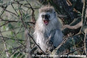 Parc national du Serengeti - Tanzanie