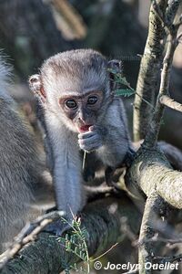 Parc national du Serengeti - Tanzanie