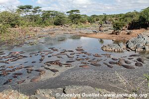 Parc national du Serengeti - Tanzanie